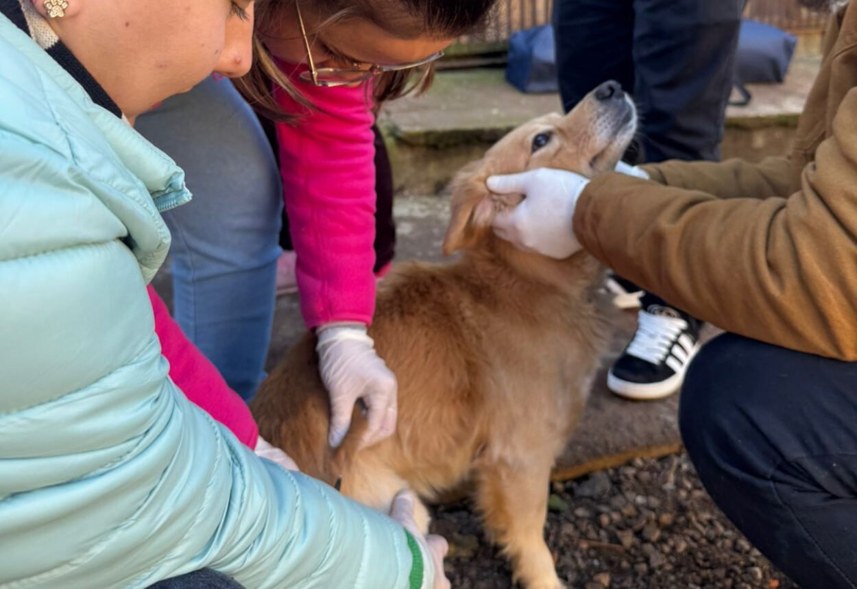 Mutirão de Vacinação e Microchipagem de Animais é realizado em Ijuí